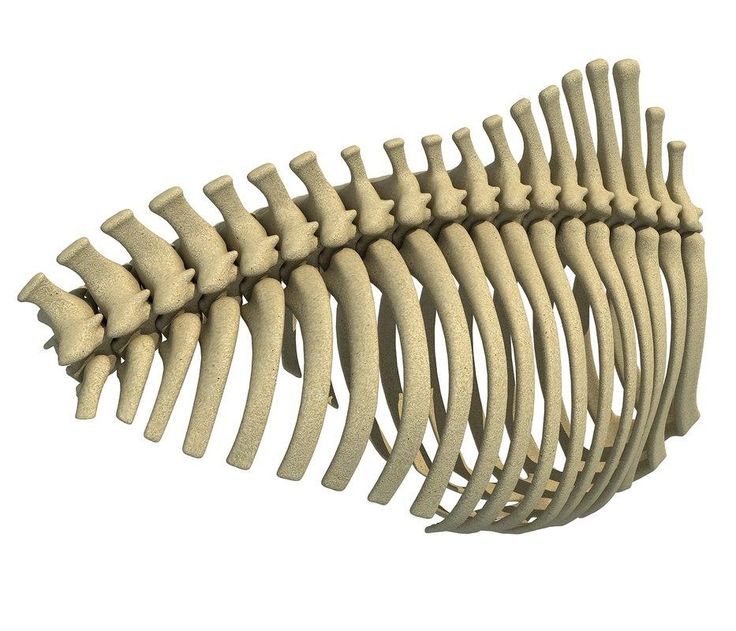 the skeleton of a fish is shown on a white background