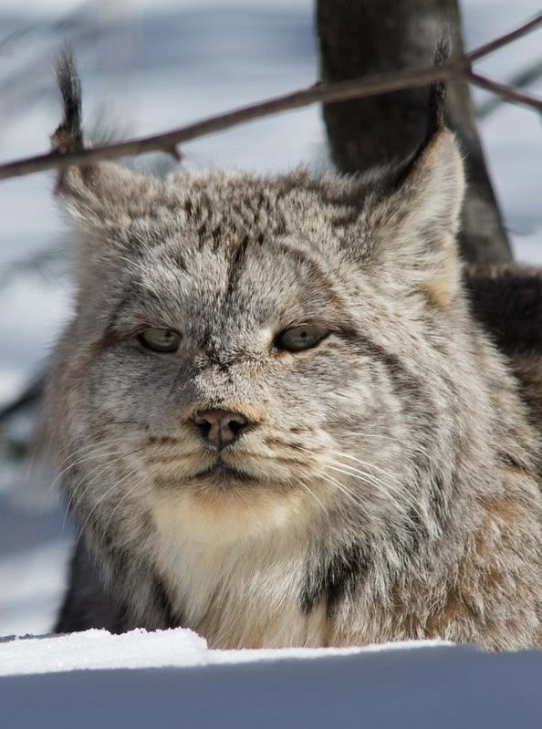 a close up of a cat near a tree in the snow with it's eyes wide open