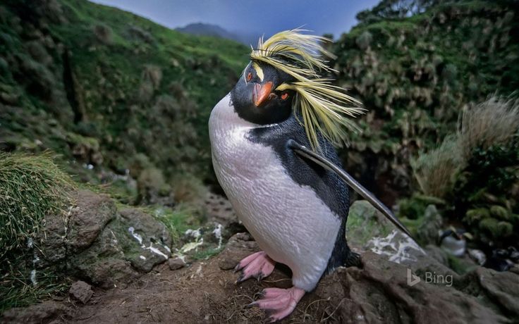 a penguin with yellow and black feathers standing on rocks