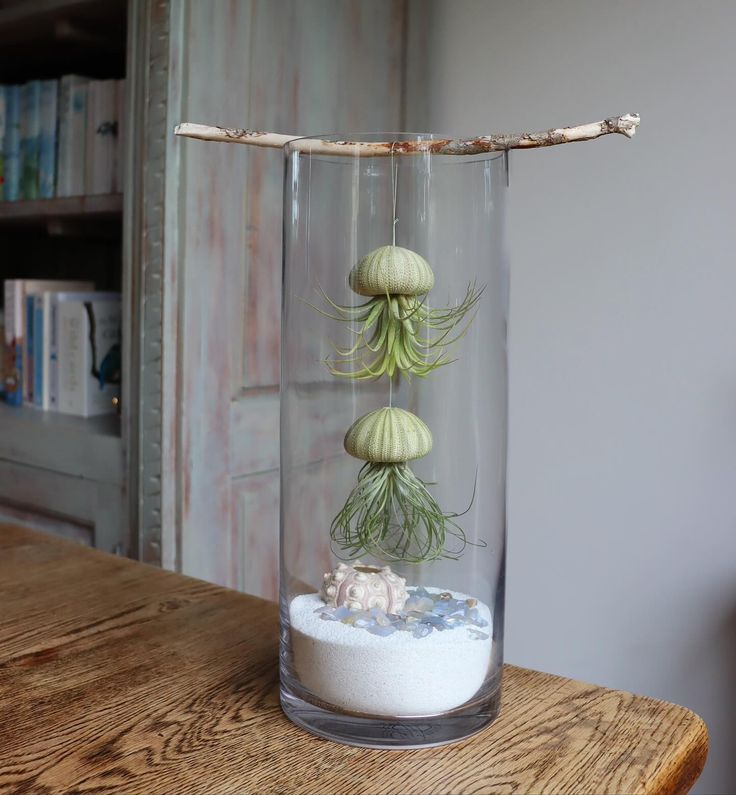 an air plant in a glass vase with rocks and sea shells on the table next to it