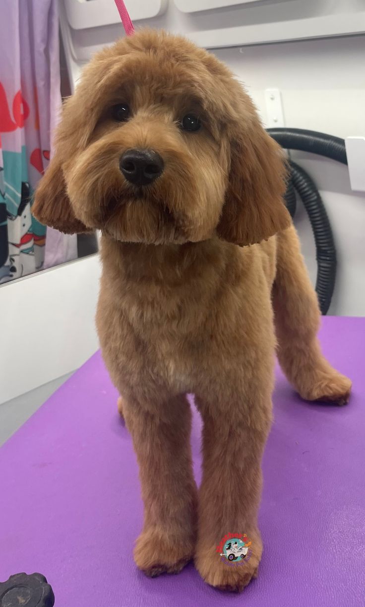 a small brown dog standing on top of a purple table next to a hair dryer