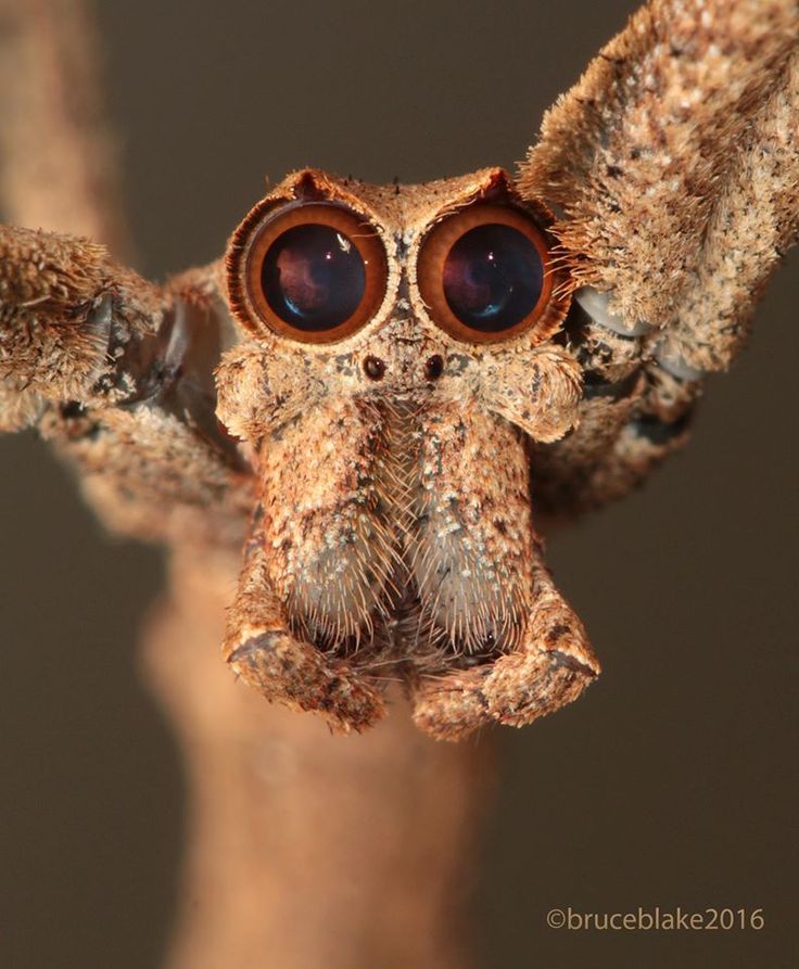 a close up of a spider with big eyes