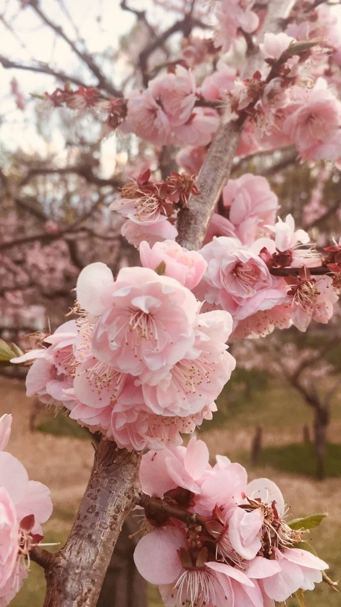 pink flowers are blooming on the branches of trees