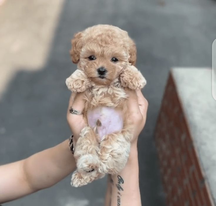 a person holding a small brown dog in their hands with tattoos on it's arms