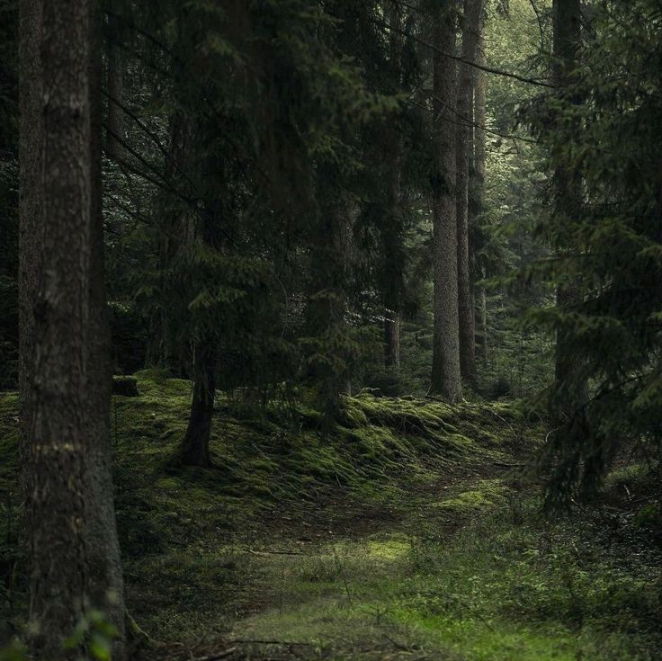 a path in the middle of a forest with lots of trees and grass on both sides