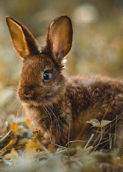 a small brown rabbit sitting in the grass