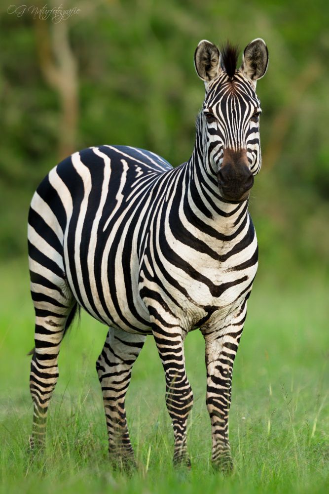 a zebra is standing in the grass looking at the camera with an alert look on its face