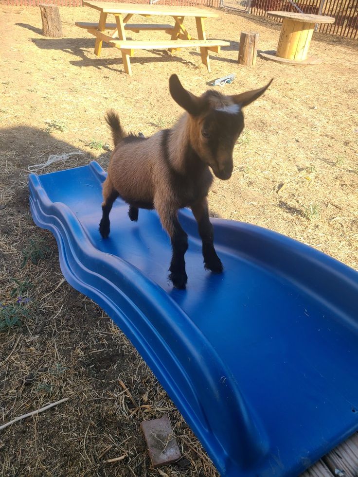 a baby goat standing on top of a blue slide