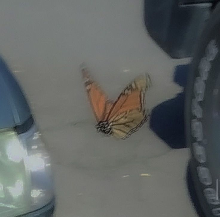 a butterfly is flying in front of a car