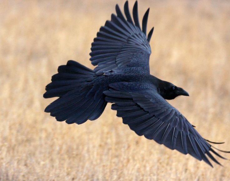 a large black bird flying over a dry grass field