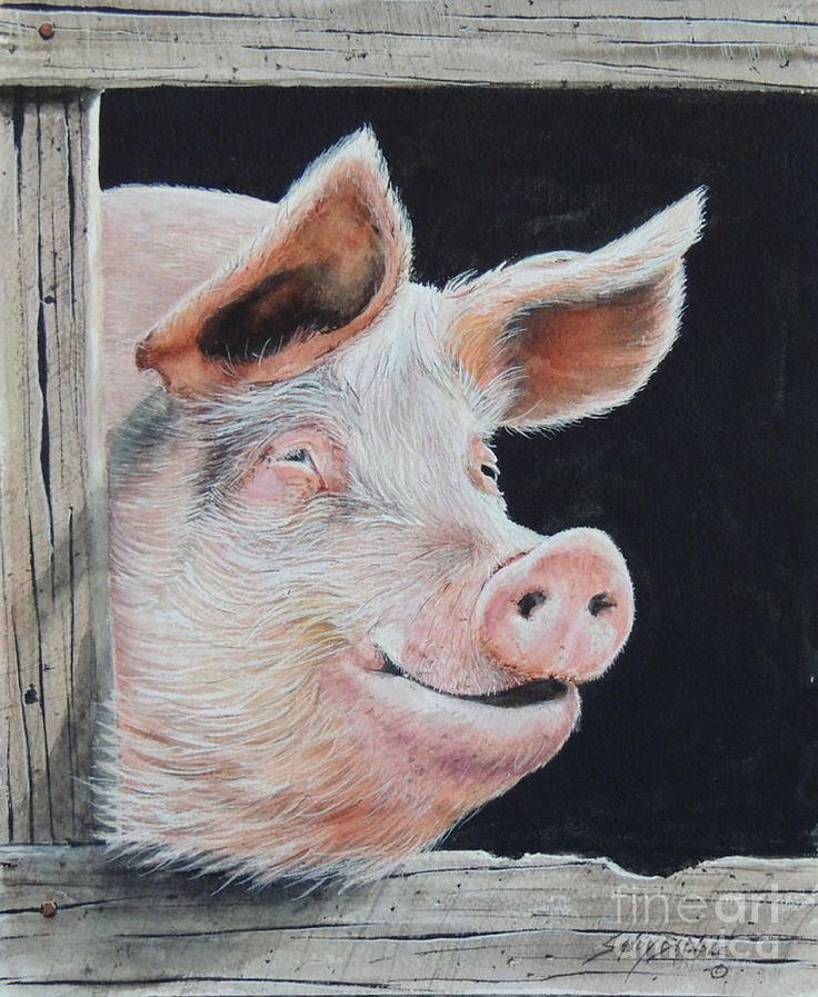 a pastel drawing of a pig sticking its head out of a wooden window frame