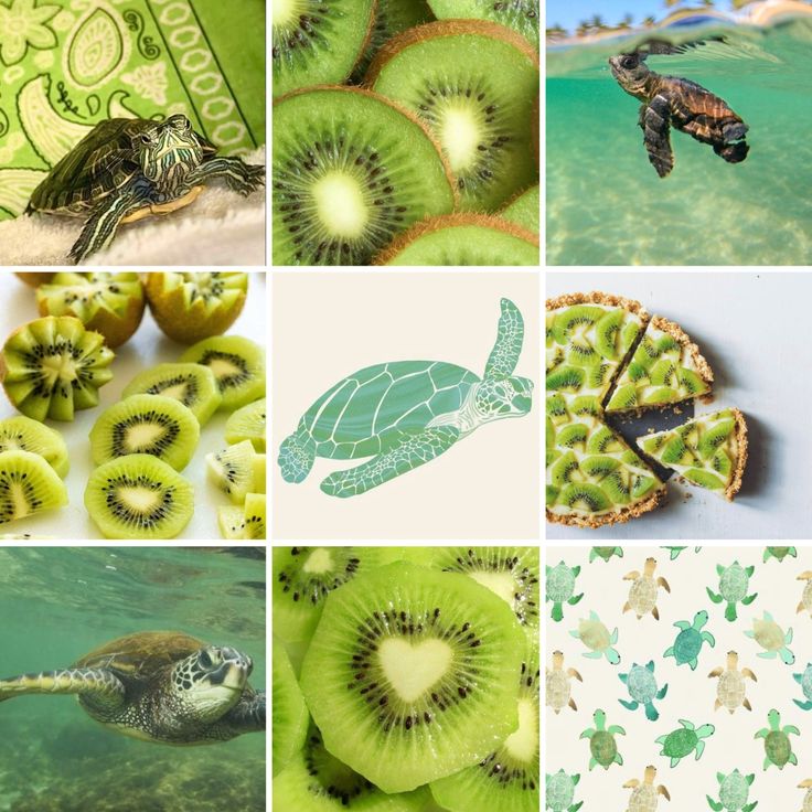 there are many different pictures with turtles and kiwis