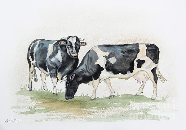 two black and white cows standing next to each other