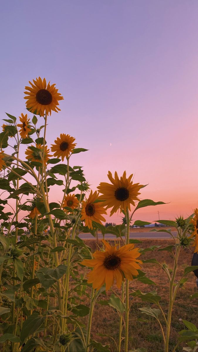 sunflowers are blooming in the field at sunset