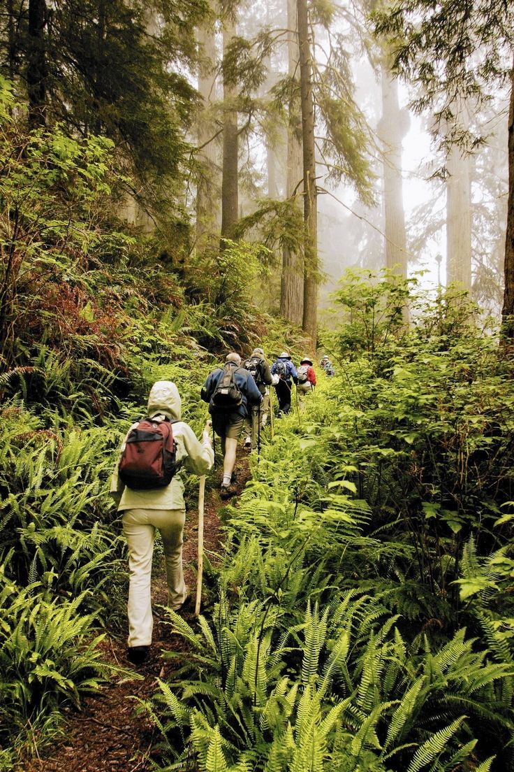 a group of people hiking in the woods