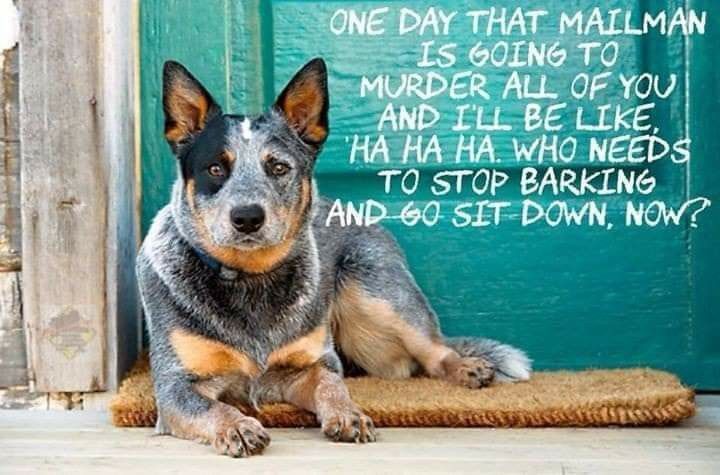 Cattle Dog Quotes, Blue Heeler Quotes, Aussie Cattle Dog, Austrailian Cattle Dog, Dog Remedies, Heeler Puppies, Cattle Dogs Rule, Blue Heeler Dogs, Australian Cattle Dog Blue Heeler