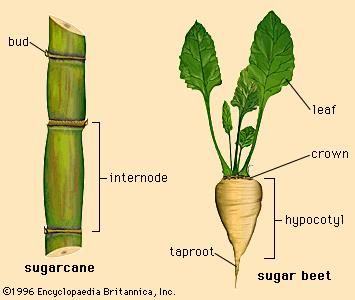 the parts of a plant are labeled