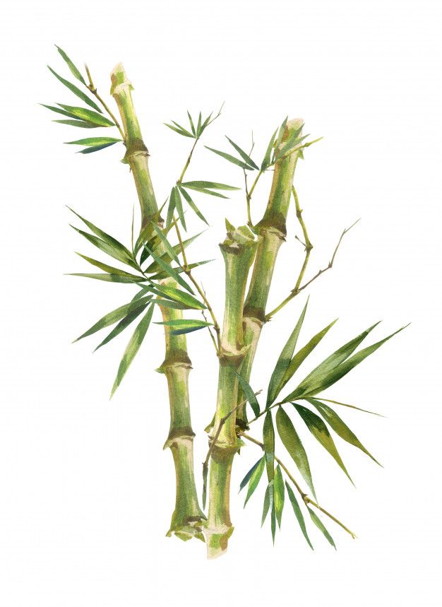 a bamboo plant with green leaves is shown on a white background in this watercolor painting