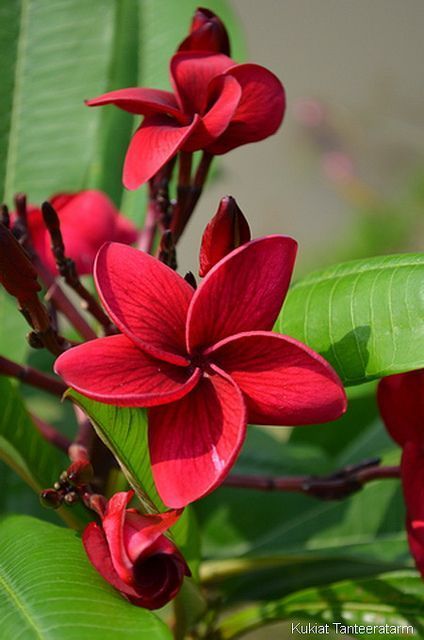 red flowers with green leaves in the background