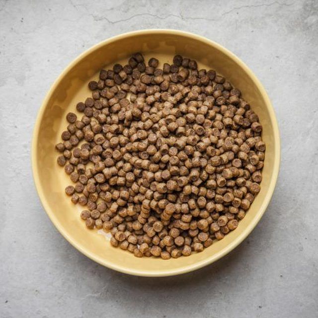 a yellow bowl filled with dog food on top of a gray counter next to a white wall