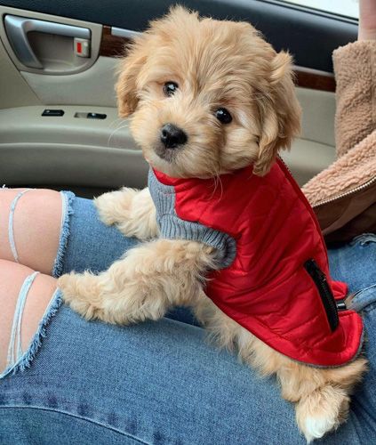 a small dog sitting in the back seat of a car wearing a red sweater and jeans