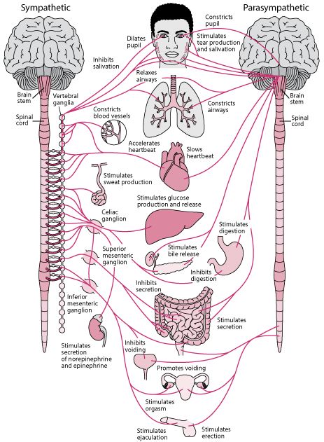 the human nervous system is shown in pink and white, with diagrams on each side