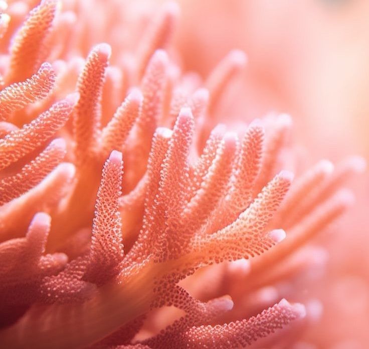 an orange coral with white tips on it