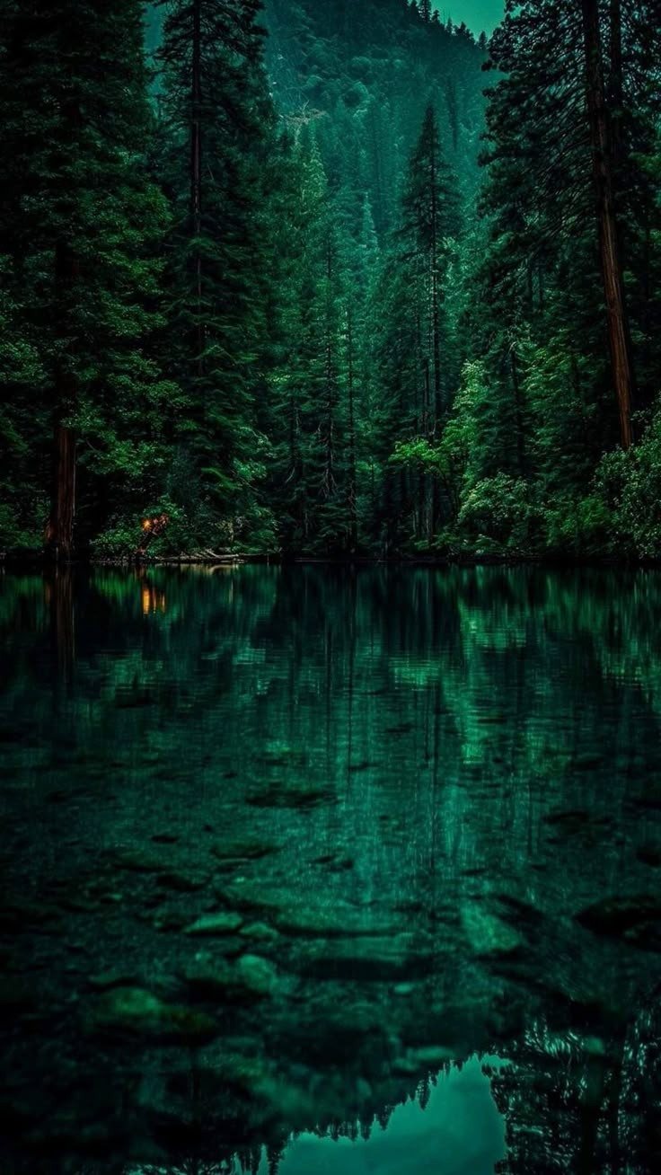 a forest filled with lots of green trees next to a lake under a full moon