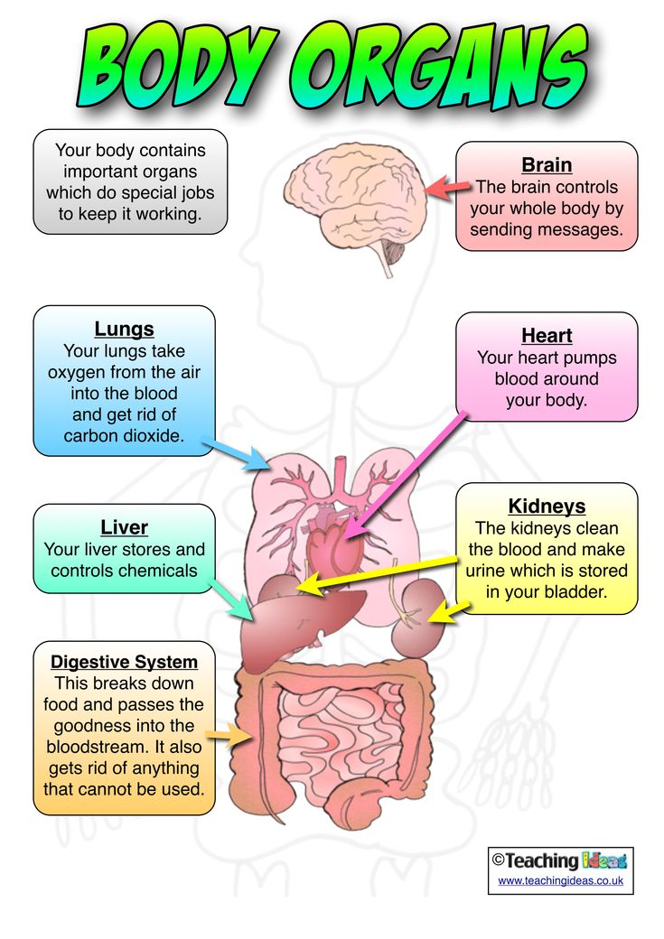 Anatomy posters | poster template | Body organs, Teaching, Teaching biology