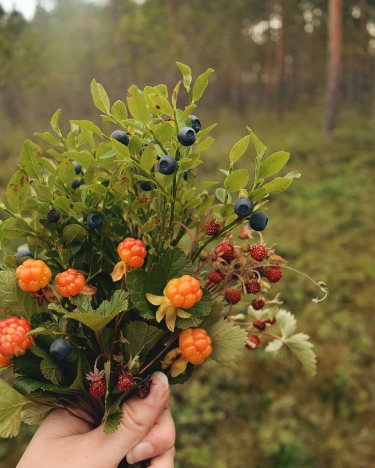 a person holding berries in their hand near some grass and trees with blueberries on them