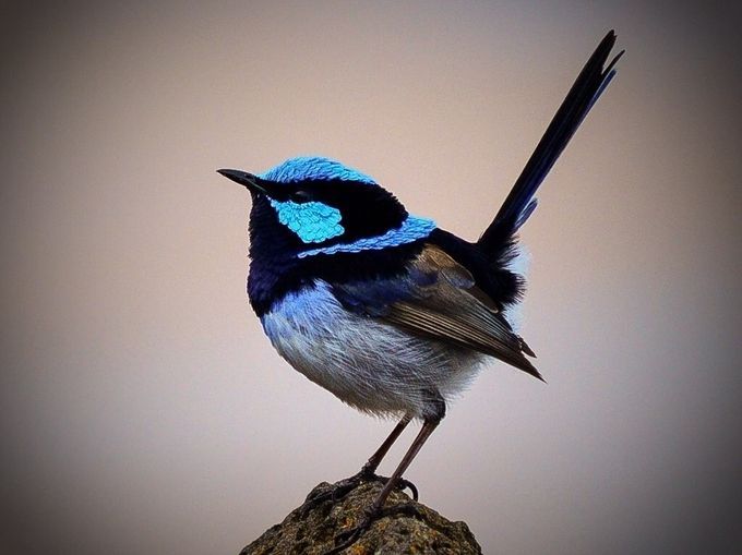 a blue and black bird sitting on top of a rock