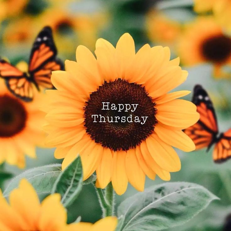 sunflowers and butterflies with the words happy thursday written in white on them