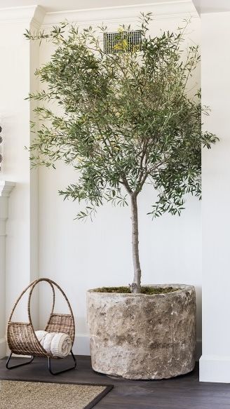 an olive tree in a round pot next to a chair and rug on the floor