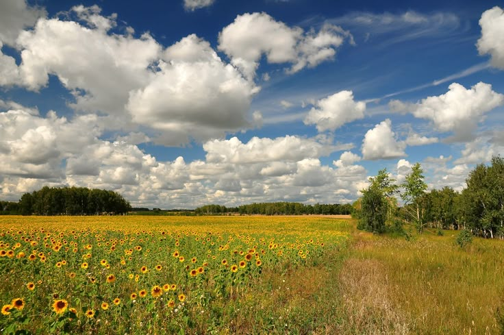 the sunflowers are blooming in the field near the road and trees on the other side