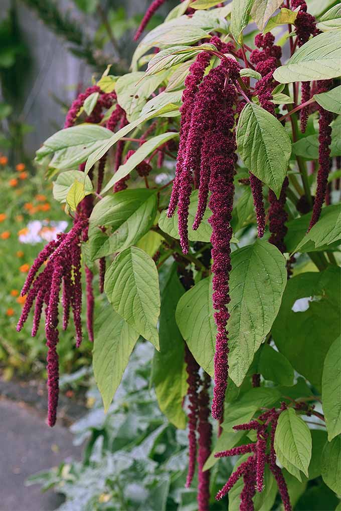 purple flowers growing on the side of a building next to green leaves and orange flowers