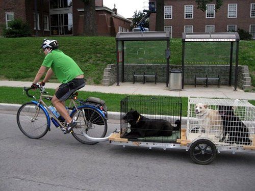 a person riding a bike with two dogs in the back