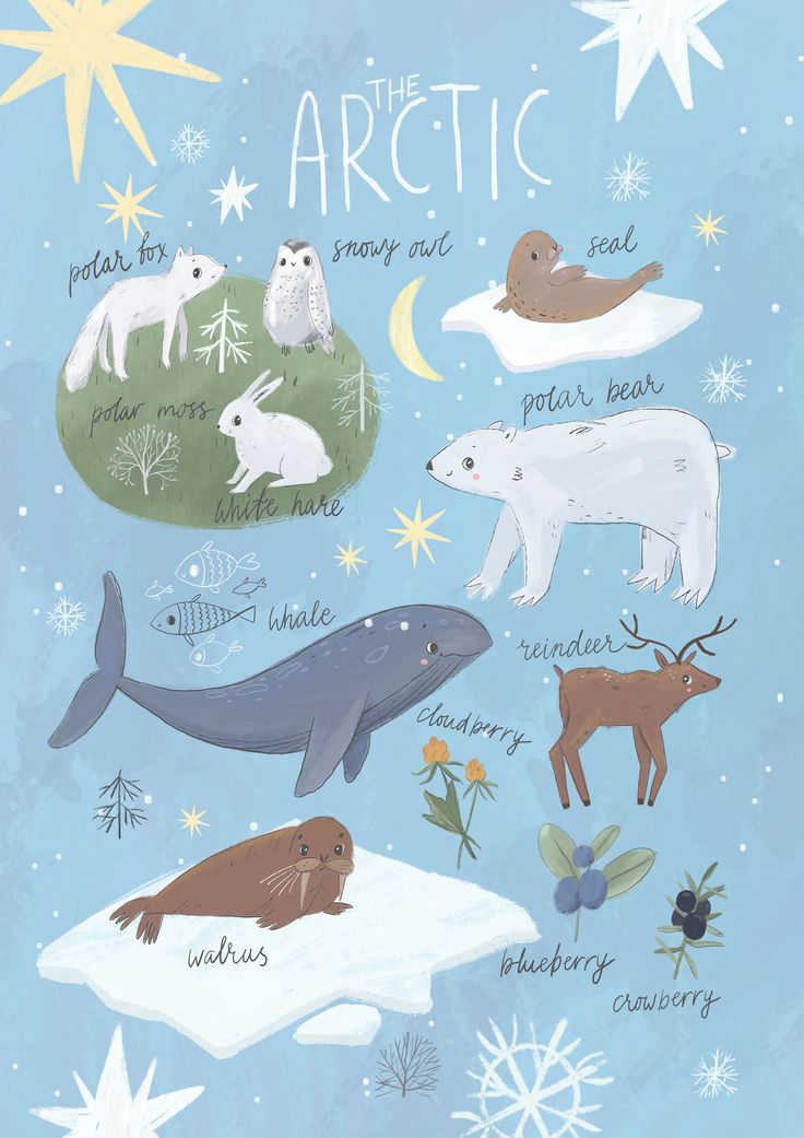 the arctic animals are depicted in this hand - drawn illustration with snowflakes and stars