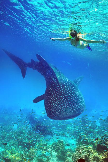 a woman swimming next to a whale in the ocean