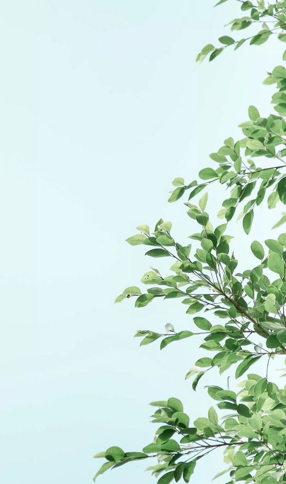 the branches of a tree with green leaves against a light blue sky in the background