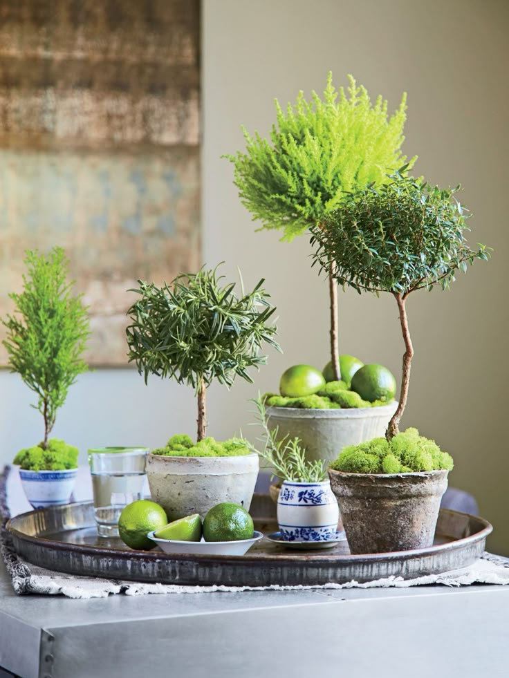 three potted plants on a tray with limes and other fruit in bowls next to each other