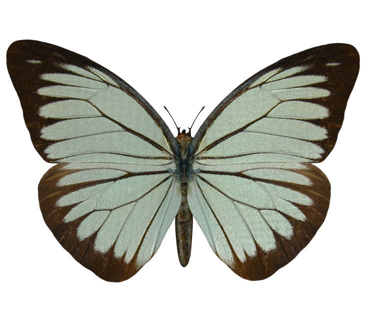 a white and brown butterfly on a white background