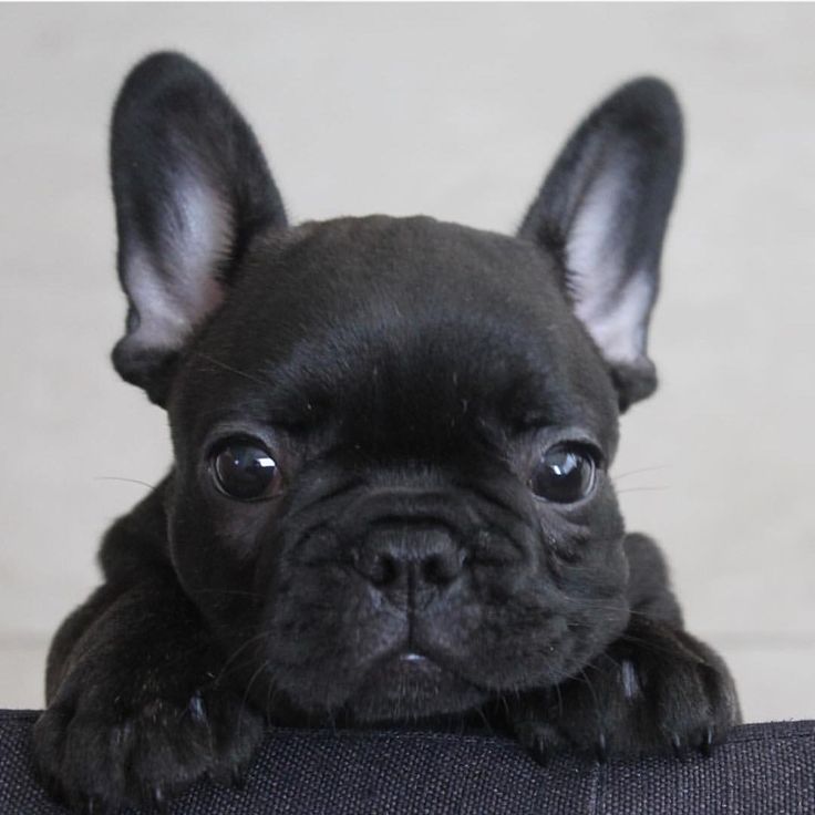 a small black dog sitting on top of a couch next to a white wall and looking at the camera