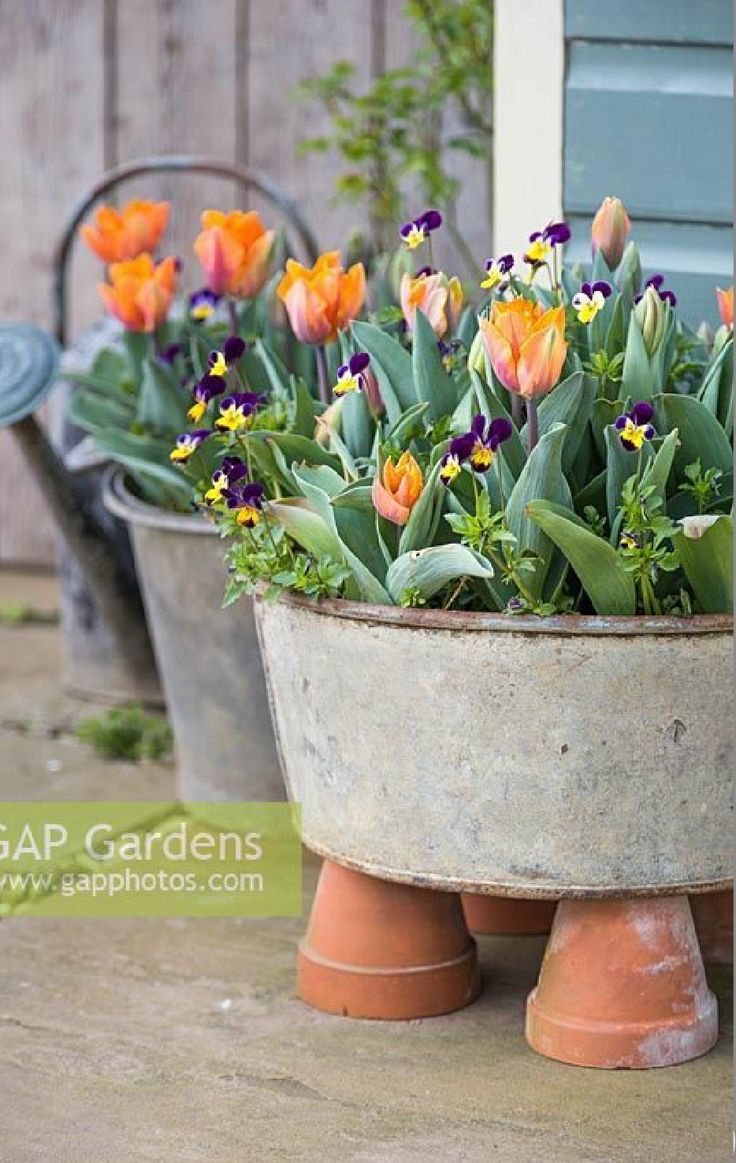 several pots with flowers in them sitting on the ground