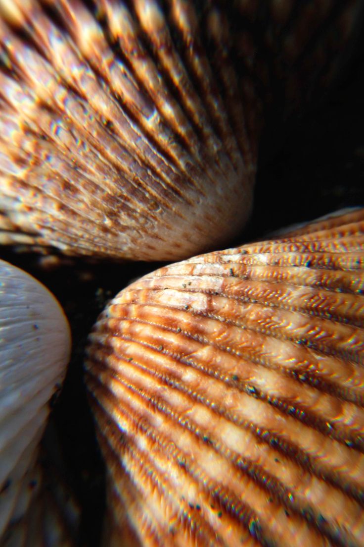 close up view of the inside of a seashell