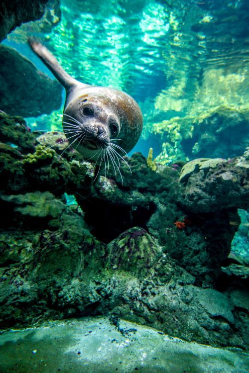 an underwater photo of a sea lion swimming in the water with rocks and algaes