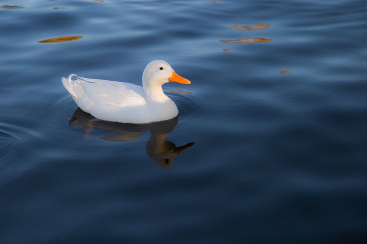 a white duck floating on top of a body of water