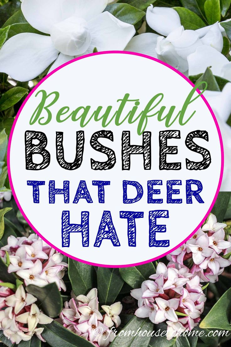 Deer In Garden, Deer Resistant Shade Plants, Backyard Planting, Deer Resistant Landscaping, Hillside Gardening, Deer Resistant Shrubs, Georgia Garden, Small Evergreen Shrubs, Deer Resistant Flowers