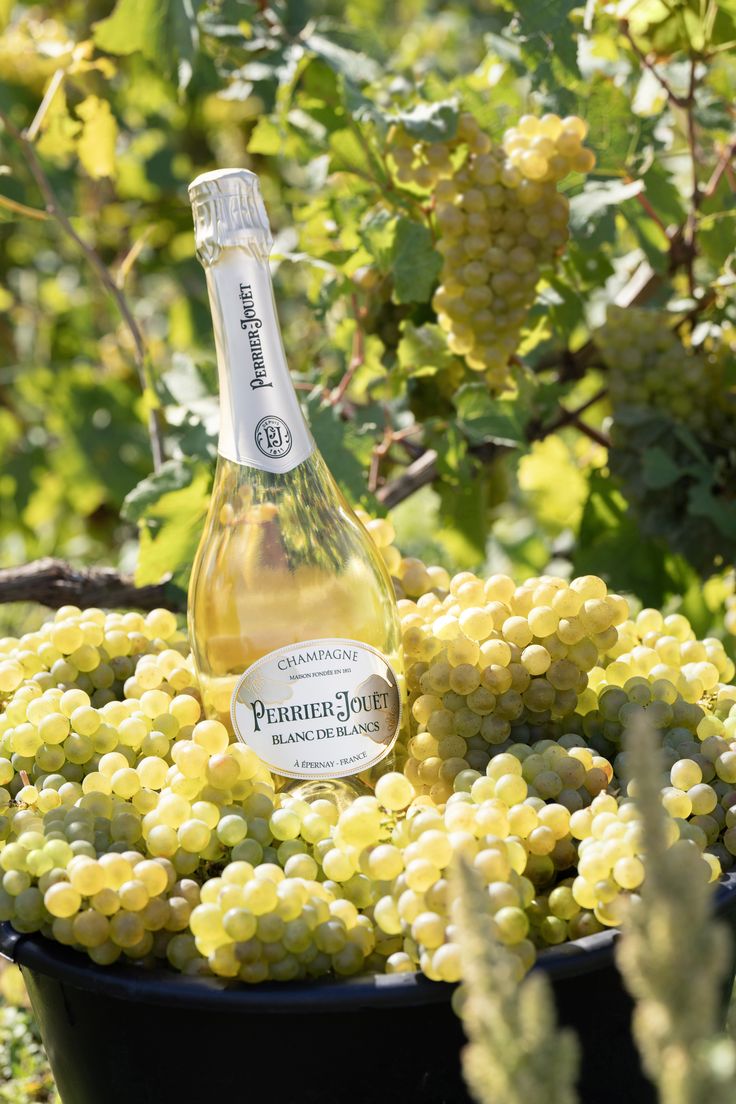 a bottle of wine sitting on top of grapes in a bucket next to some bushes