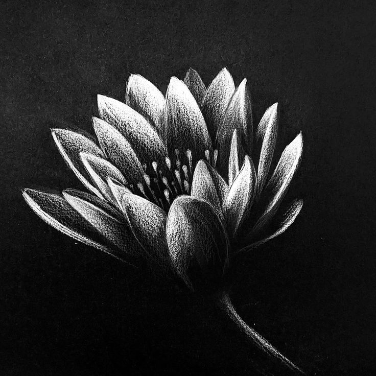 white flower draw on a black paper by white pencil Charcoal Flower Sketch, Black Paper Flowers Drawing, Flowers On Black Paper Drawing, Flower On Black Paper, White Paint On Black Paper, Flower Drawings Black And White, Sketches Black Paper, White Flower Drawing On Black Paper, Black Paper Drawing Flower