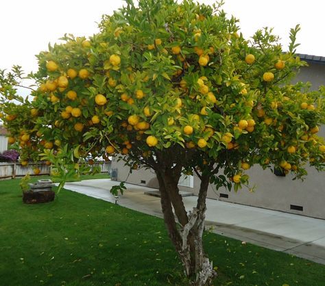 an orange tree in front of a house